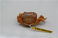 藏品(拉氏清溪蟹)的圖片